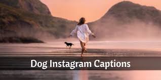 101 Funny Cute Dog Instagram Captions With Picture
