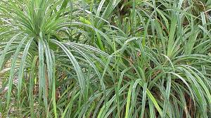 Image result for Pandanus candelabrum