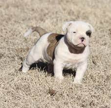 American Bulldog Puppy For Sale In Lexington Ok Adn 23165 On Puppyfinder Com Gender Female American Bulldog Puppies Bulldog Puppies For Sale Bulldog Puppies