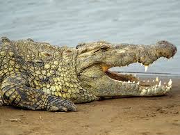 Account Suspended Nile Crocodile Crocodiles Crocodile Animal