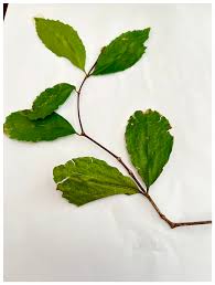 Image result for Cassipourea