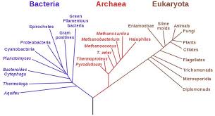 What Is The Difference Between Rooted And Unrooted Phylogenetic Tree Pediaa Com In 2020 Phylogenetic Tree Biology Prokaryotes