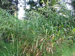 Image result for Cenchrus unisetus