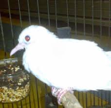 Burung perkutut putih mata merah. Kiat Sukses Menjalankan Bisnis Ternak Burung Perkutut Putih Mata Merah Peluang Usaha