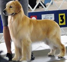 Texas Golden Retriever Breeder Puppies Expected Early 2020 Serving Dallas Ft Worth Dogwood Springs