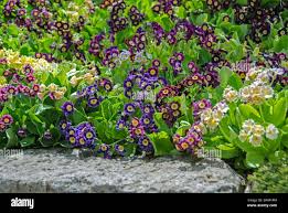 Image result for Primula x pubescens