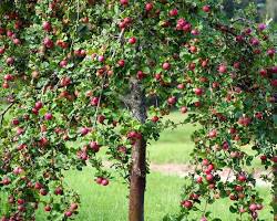 Image of Apple trees