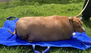 images?q=tbn:ANd9GcQYUHbXfwrO9b3z6yvHv38