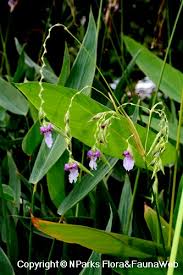 Image result for Thalia geniculata