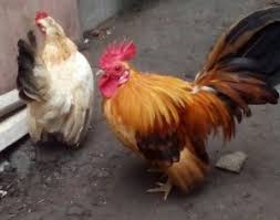 Budidaya ayam kate memiliki peluang yang masih terbuka lebar dan bisa dijadikan lahan bisnis yang menjanjikan. 2 Metode Dasar Dalam Memelihara Ayam Kate Di Sekitar Rumah