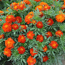 They are among several groups of plants known in english as marigolds. Seeds Of Tagetes Patula Nana Red Cherry French Marigold T O G