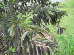 Image result for sooty mould