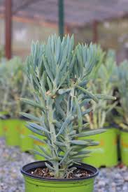 Image result for Senecio forbesii