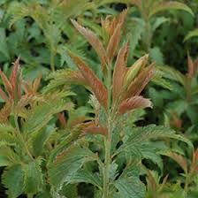 Image result for Spiraea x bumalda ´Crispa