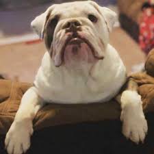 Do English Bulldogs Make Good Guard Dogs Dbldkr Do you love english bulldogs? english bulldogs make good guard dogs
