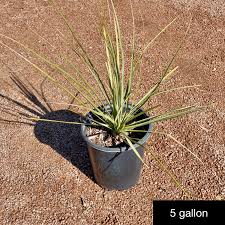 Image result for Fuirena microcarpa