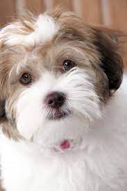 You can search the cutest selection of havanese puppies from reputable breeders at lancaster puppies. Pin By N Jean Maxwell On Havanese Friendly Dog Breeds Havanese Puppies For Sale Havanese Puppies