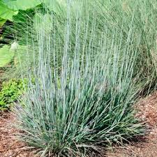 Our 2018 plant of the year, 'standing ovation' was selected for its strong upright growth habit, blue summer foliage, and outstanding reddish fall color. Schizachyrium Scoparium Standing Ovation Little Bluestem From Garden Center Marketing