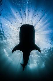 Natgeophotos Top Shot Underwater Eclipse Https T Co A8rxrgwvrb Yourshot Https T Co Mbcrnnbcee Https T Co Goaprwxkqy Ourca Animals Ocean Animals Whale