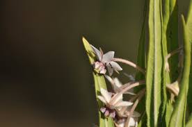 Image result for Gomphocarpus semilunatus