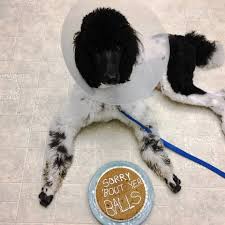 Standard poodle puppies for 500. Poodle Puppy Explore Tumblr Posts And Blogs Tumgir