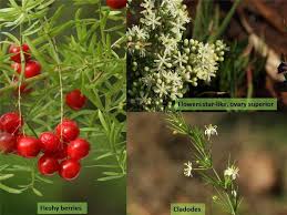 Image result for Asparagaceae