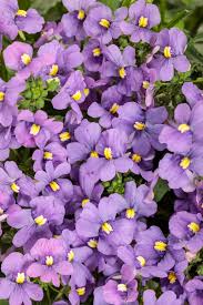 Image result for Nesaea fruticosa