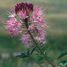 Image result for Cleome macrophylla