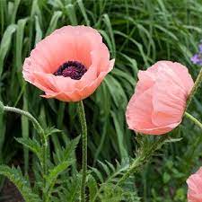 Poppy Oriental Princess Victoria Louise Poppy Flower Beautiful Flowers Poppies