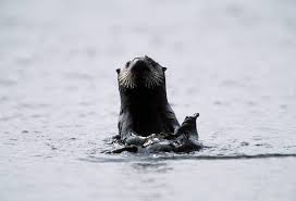 Image result for Enydra