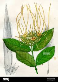 Image result for Strophanthus eminii