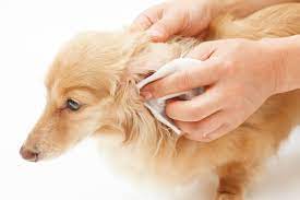 Using Witch Hazel On Dogs Thriftyfun