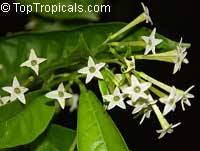 The night blooming jasmine plant arrived on jun 3rd, 2015. Cestrum Nocturnum Night Blooming Jasmine Queen Of The Night Night Jessamine Lady Of The Night Toptropicals Com