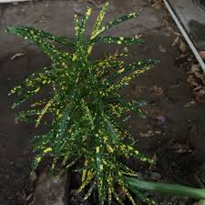 Sansevieria kirkii actual photo $ 80.00. Codiaeum Variegatum Sloppy Painter Croton Sloppy Painter In Gardentags Plant Encyclopedia