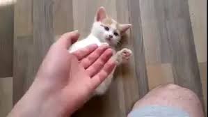 Yavru Kedi Videolary