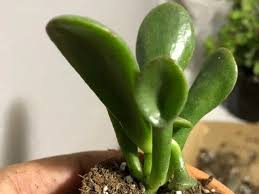 Water until the soil is evenly soaked. How Fast Do Jade Plants Grow Factors Affecting Growth Simplify Plants