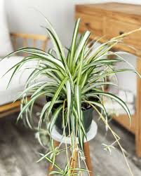Image result for Chlorophytum pauper