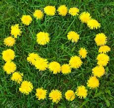 Maybe you would like to learn more about one of these? Jual Bibit Bunga Dandelion Bunga Cantik Bisa Dijadikan Teh Wangi Dan Harum Di Lapak Amefurashi Bukalapak