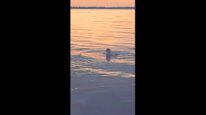Orca Whale In Lake Michigan!!! - Youtube