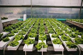 How To Build An Nft System The Hydroponics Planet