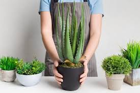 Maybe you would like to learn more about one of these? How To Transplant Nursery Plants And Trees Gardens Nursery