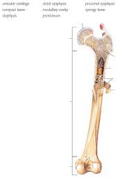 Long bones, especially the femur and tibia, are subjected to most of the load during daily activities and they are crucial for skeletal mobility. To Review The Anatomy Of A Typical Long Bone Label The Chegg Com