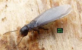 Check spelling or type a new query. Les Termites Biologie Morphologie Detection Prevention Legislation