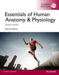 Anatomy and physiology coloring workbook: Essentials Of Human Anatomy Physiology Eleventh Edition By Elaine N Marieb 9781292057200 Booktopia
