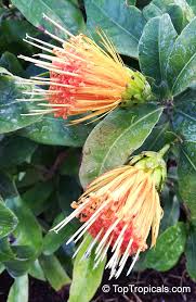 Image result for Striga chrysantha