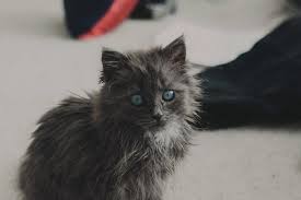 Learn more about nashville cat rescue in nashville, tn, and search the available pets they have up for adoption on petfinder. Meet Merlin The Water Bottle Sized 2 Year Old Kitty That Is Taking Over Twitter Because Of His Pure Beauty Bored Panda