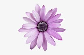 We can more easily find the images and logos you are looking for into an archive. Freetoedit Flower Png With Transparent Background Purple Flower Transparent Background Transparent Png 489x500 Free Download On Nicepng