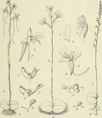Image result for Habenaria tentaculigera