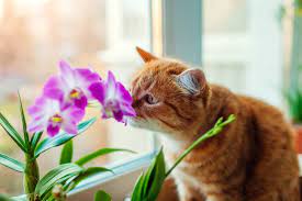 10 Flowers That Are Poisonous To Cats Great Pet Care