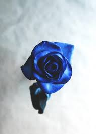 Beautiful Rose Wallpaper Full Nbsp Hd Rose Nbsp Wallpaper This Is Beautiful Rose Nbsp Full Ultra Hd 4k Wallpape In 2020 Blue Roses Wallpaper Rose Wallpaper Blue Rose